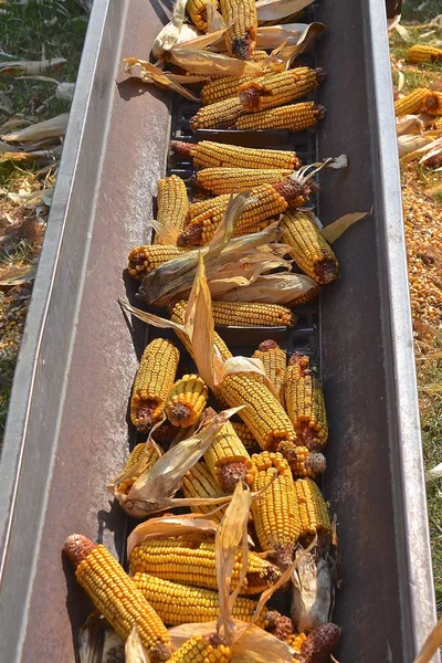 Ears Picked Corn Move Chain Elevator Stored Granary — Stock Photo, Image