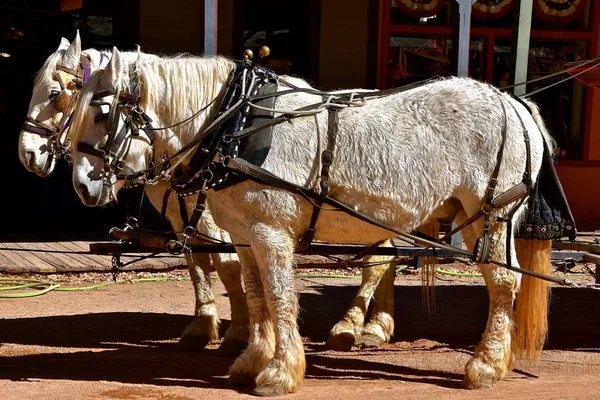 Команда Білих Коней Percheron Запріг Необхідних Гною Сумки Усуваючи Безладним — стокове фото