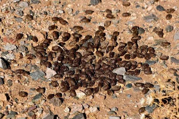 Monte Veados Grânulos Estrume Antílope São Amontoados Uma Pilha Entre — Fotografia de Stock