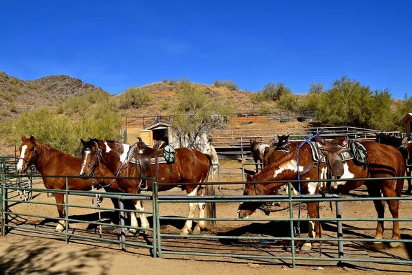 Una Mandria Cavalli Sono Sellati Briglie Recinto Attesa Cavalieri Sentiero — Foto Stock