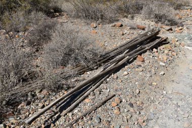Kayalık bir ortamda yalan yıpranmış ahşap günlük kalan tek şey bu eski kaktüs (saguaro) ağacı