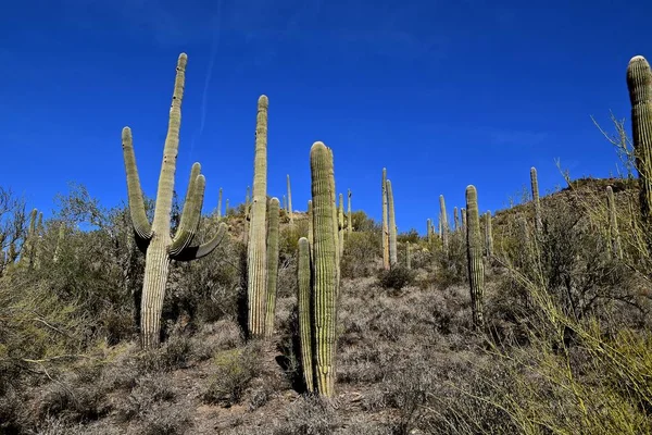 昔のシリーズと成熟したサボテンの木が山岳地帯や砂漠の環境で背の高いスタンドします — ストック写真