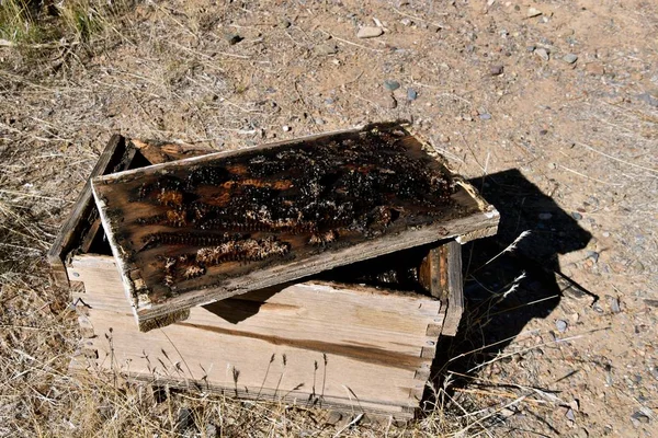 Forgotten Neglected Wood Honeybee Box Contents Have Crystalized — Stock Photo, Image