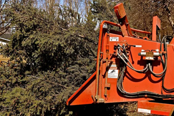 Tree trimmed pine branches are fed into a high powered shredding machine