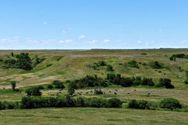 Blöflerde otlayan sığır sürüsünün görünümü, buttes ve batı Amerika Birleşik Devletleri aralığı arazi vadisi.