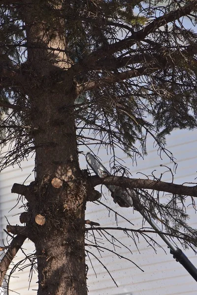 Větve Stromu Borovice Odebírána Řetězu Dlouho Zpracovaný Řetězová Pila — Stock fotografie
