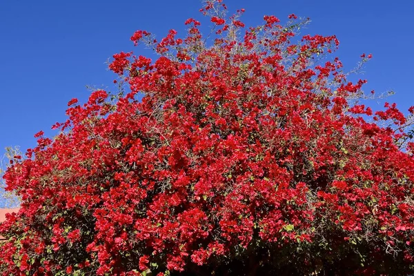 Krásné Kvetoucí Popínavé Strom Proti Jasné Modré Oblohy Arizoně — Stock fotografie