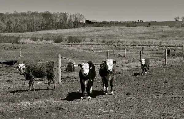 春のシーズン中における放牧柵線のそばに立って若いヘレフォード牛 黒と白 — ストック写真