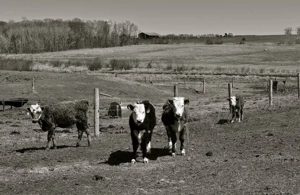 Giovane Manzo Hereford Bovini Piedi Vicino Alla Linea Recinzione Pascolo — Foto Stock