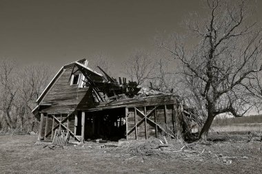 Eski bir mandıra ahır bozulma durumda ve zemin (siyah ve beyaz yıkılıyor)