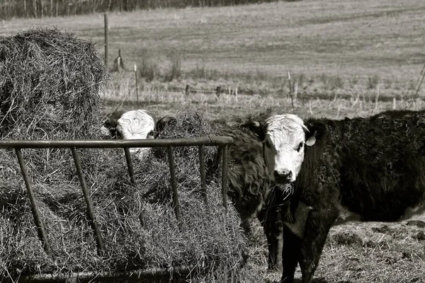 Junge Hereford Rinder Stehen Während Der Frühjahrssaison Einer Futterkrippe Voller — Stockfoto
