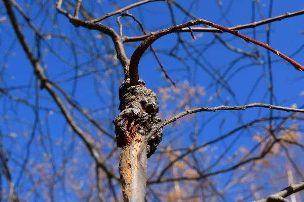 Galho Cerejeira Está Infectado Com Doença Preto — Fotografia de Stock