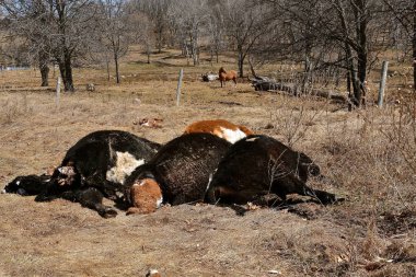 Sığır ineklerin ve birthing süreci sırasında ölen danaların