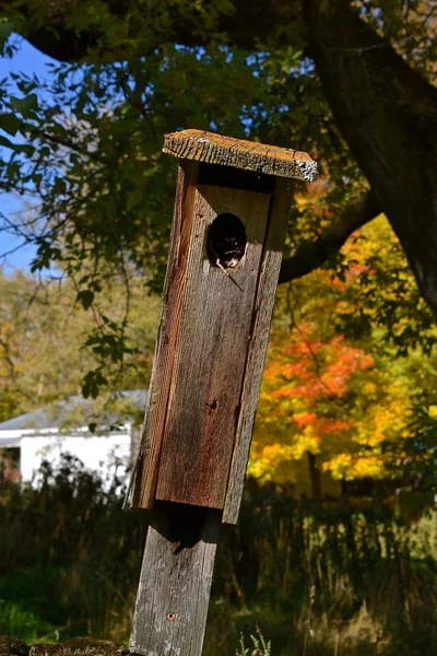 Pochylony Drewniany Domek Dla Ptaków Tłem Pięknych Kolorowych Jesiennych Liści — Zdjęcie stockowe
