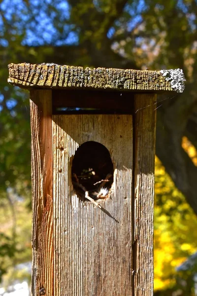 Eine Nahaufnahme Des Lochs Eines Verwitterten Hölzernen Vogelhauses Mit Einem — Stockfoto