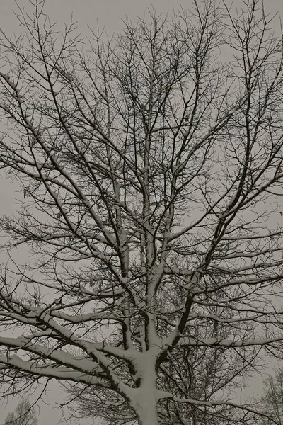 Drzewo Jest Pokryte Śniegiem Silnych Wiatrów Zamieci Czarno Białe — Zdjęcie stockowe