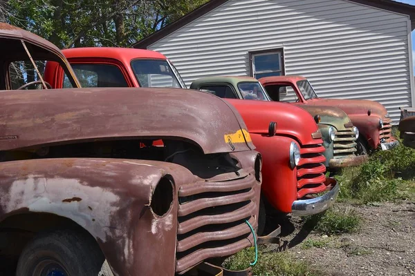 A a row of old pickup cabs are displayed at a junkyard