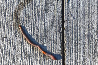 Bir gece sürüngeni, yağmurdan sonra kaldırım boyunca ilerlerken nem izi bırakır.. 
