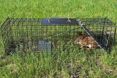 A  pesty red squirrel is captured in a metal live cage clipart