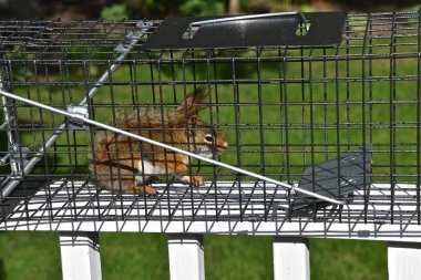Kırmızı bir sincap metal bir kafeste yakalanır.