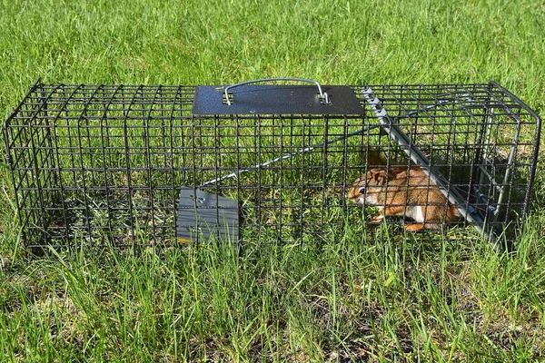 Ein Pestiges Rotes Eichhörnchen Wird Einem Lebendkäfig Aus Metall Gefangen — Stockfoto