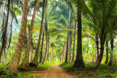 Ormanın derinliklerine giden bir yol.