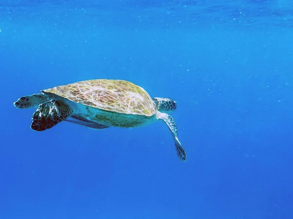 Tortuga Marina Nada Bajo Agua — Foto de Stock