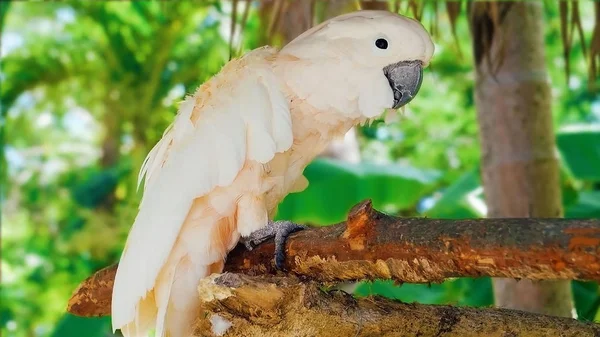 Beyaz Papağan Bir Dalda Oturuyor — Stok fotoğraf