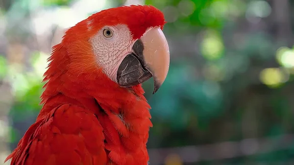 Cabeza Hermoso Loro Rojo — Foto de Stock