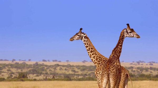 Two giraffes in the desert
