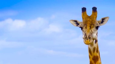Mavi arka planda bir zürafanın başı.