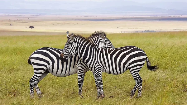 Duas Zebras Safari Deserto — Fotografia de Stock