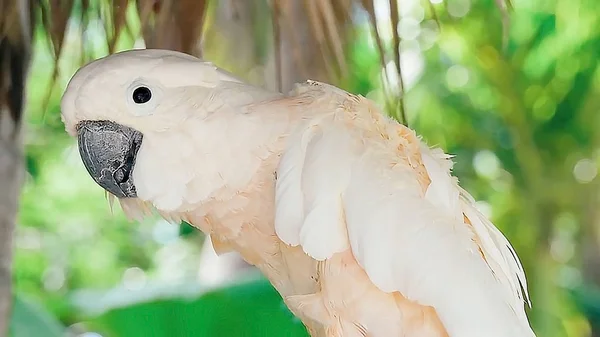 Loro Blanco Sentado Una Rama —  Fotos de Stock