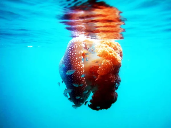 Medusas Vermelhas Mar Azul — Fotografia de Stock