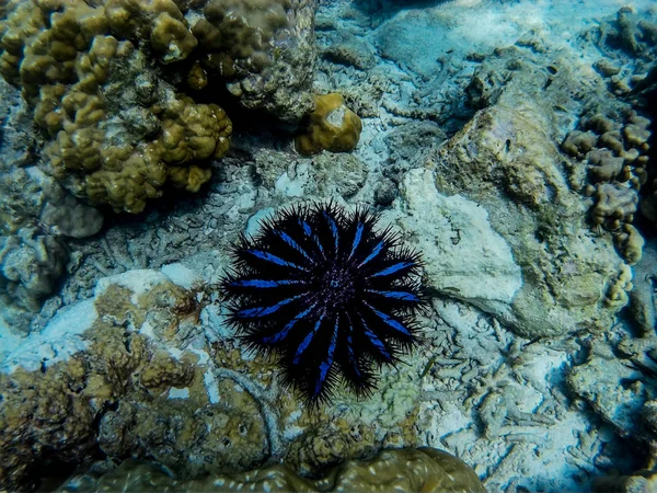 Animaux Marins Dans Mer Sur Terre — Photo