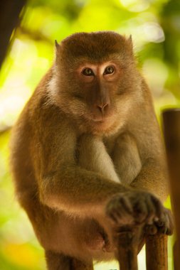 monkeys in nature on the island of Phuket