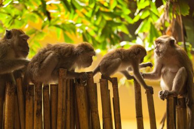 monkeys in nature on the island of Phuket
