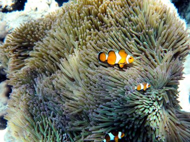 Denizde ve karada deniz hayvanları