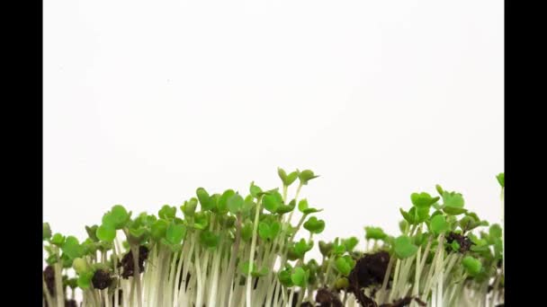 Rapid Growth Time Lapse Salad — Stok video