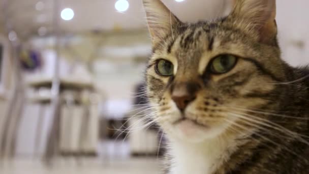 Кошка Сидит Комнате — стоковое видео