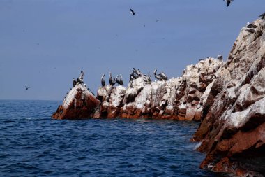 Pasifik Okyanusunda deniz, pelikan ve kayalar.   