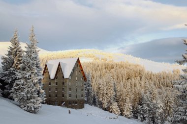 Dağ yamacındaki ağaçlar kar kaplı