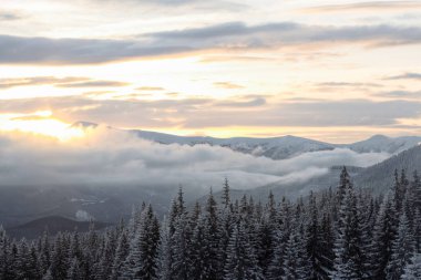 Dağ yamacındaki ağaçlar kar kaplı