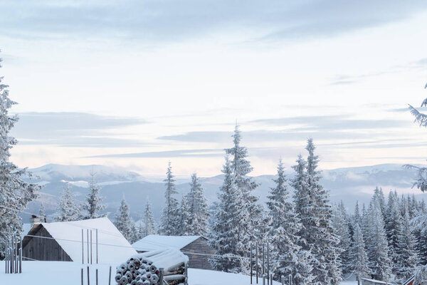 Заснеженные деревья на склоне горы
