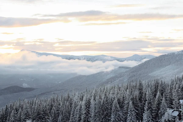 Árboles cubiertos de nieve en la pendiente de la montaña —  Fotos de Stock