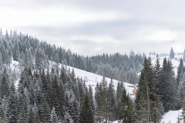 Árboles cubiertos de nieve en la pendiente de la montaña — Foto de Stock