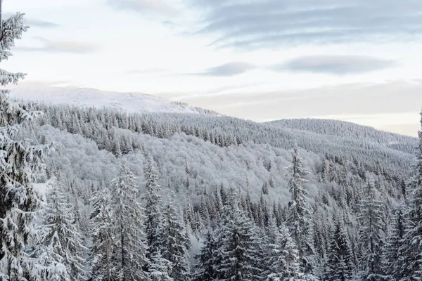 Árboles cubiertos de nieve en la pendiente de la montaña — Foto de Stock