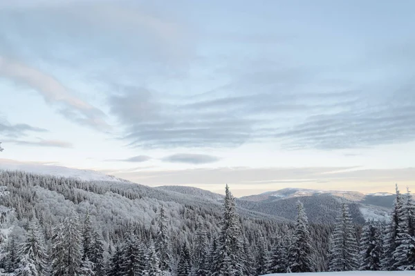 Árboles cubiertos de nieve en la pendiente de la montaña —  Fotos de Stock