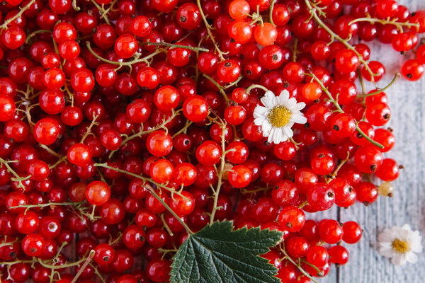 ripe redcurrant with chamomile flowers