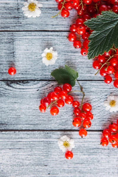 Grosella roja madura con flores de manzanilla — Foto de Stock